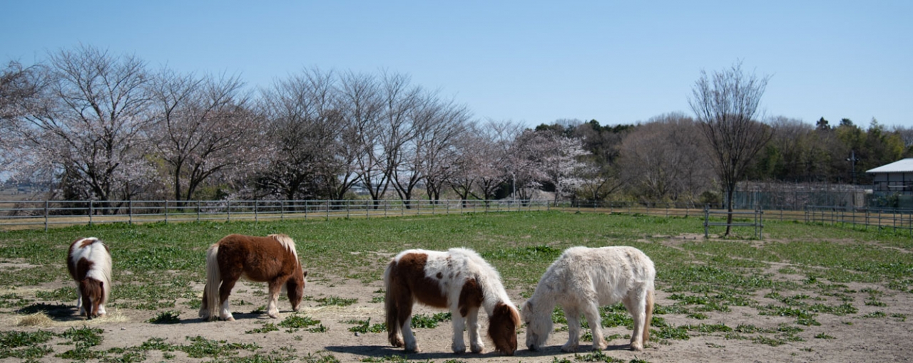 三和食鶏のポニー牧場